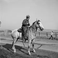Cowboy bringing cattle in from range, Contra Costa County, 1938. Creator: Dorothea Lange