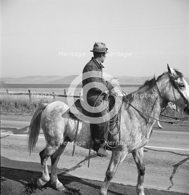 Cowboy coming in from the hills, San Luis Obispo County, California, 1938. Creator: Dorothea Lange.