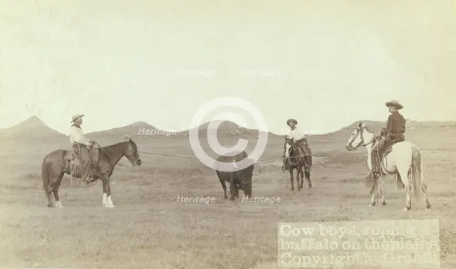 Cowboys, roping a buffalo on the plains, between 1887 and 1892. Creator: John C. H. Grabill.