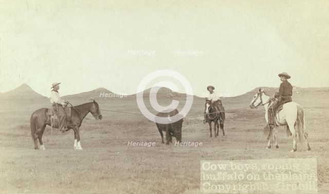 Cowboys, roping a buffalo on the plains, between 1887 and 1892. Creator: John C. H. Grabill.