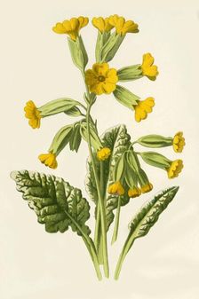 Cowslip 1877. Creator: Frederick Edward Hulme