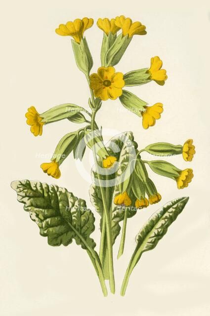 'Cowslip', 1877. Creator: Frederick Edward Hulme.