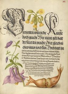 Cowslip, European Columbine, and Giant Filbert, 1561-1562; illumination added 1591-1596. Creator: Joris Hoefnagel