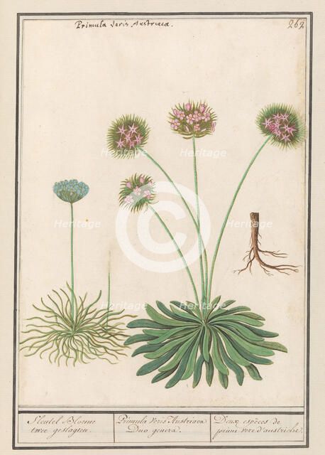 Cowslip (Primula), 1596-1610. Creators: Anselmus de Boodt, Elias Verhulst.