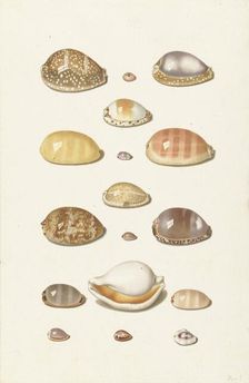 Cowrie shells, 1726-1779. Creator: Johann Gustav Hoch