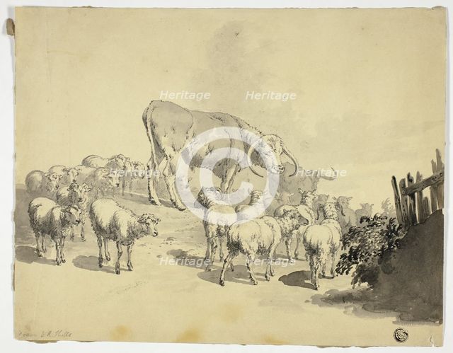 Cows and Sheep, n.d. Creator: Robert Hills.