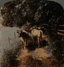 Cows coming home up the lane at milking-time c1900. Artists: Elmer Underwood, Bert Elias Underwood