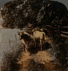 Cows coming home up the lane at milking-time c1900. Artists: Elmer Underwood, Bert Elias Underwood