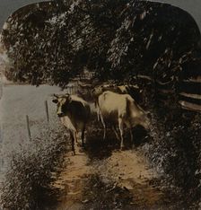 Cows coming home up the lane at milking-time c1900. Artists: Elmer Underwood, Bert Elias Underwood