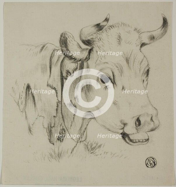 Cow's Head, n.d. Creator: Unknown.