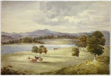 Cows in Landscape, n.d. Creator: Elizabeth Murray