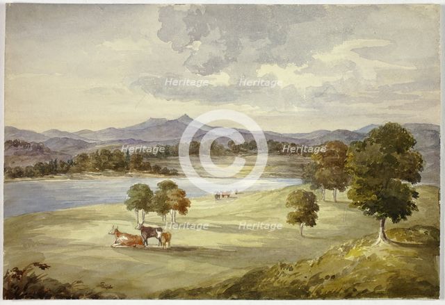 Cows in Landscape, n.d. Creator: Elizabeth Murray.