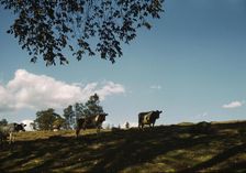 Cows on a hillside, between 1941 and 1942. Creator: Unknown