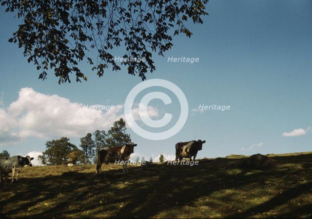 Cows on a hillside, between 1941 and 1942. Creator: Unknown.