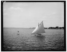 Coyote, 1887 June 25. Creator: Unknown