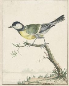 Coal tit, 1650-1719. Creator: Jan Weenix