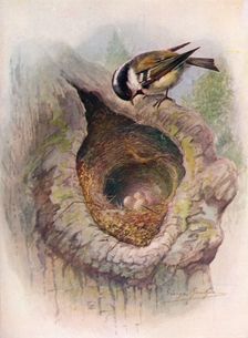 Coal-Tit - Pa'rus at'er c1910, (1910). Artist: George James Rankin