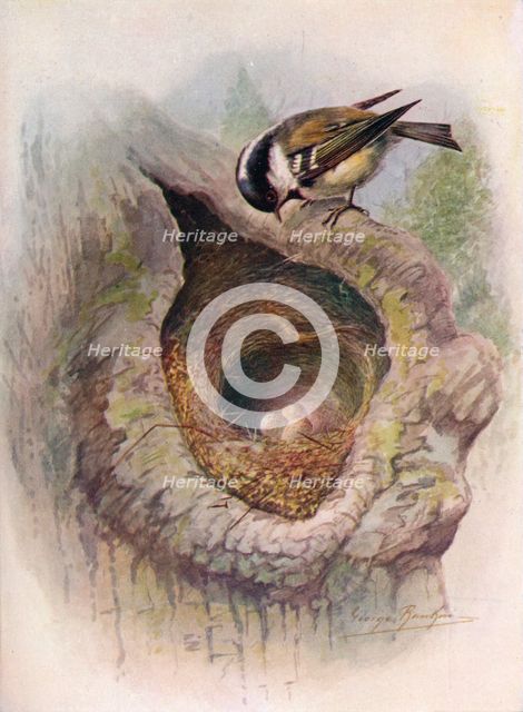 'Coal-Tit - Pa'rus at'er', c1910, (1910). Artist: George James Rankin.