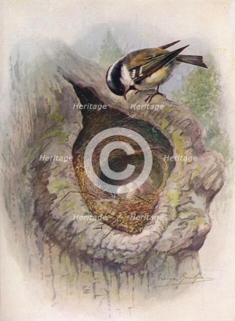 'Coal-Tit - Pa'rus at'er', c1910, (1910). Artist: George James Rankin.