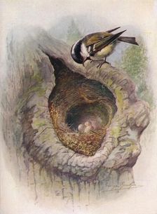Coal-Tit - Pa'rus at'er c1910, (1910). Artist: George James Rankin