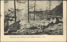 Coastal forest on Lake Baikal near the Baklany junction, 1905. Creator: Unknown