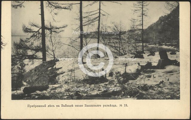 Coastal forest on Lake Baikal near the Baklany junction, 1905. Creator: Unknown.