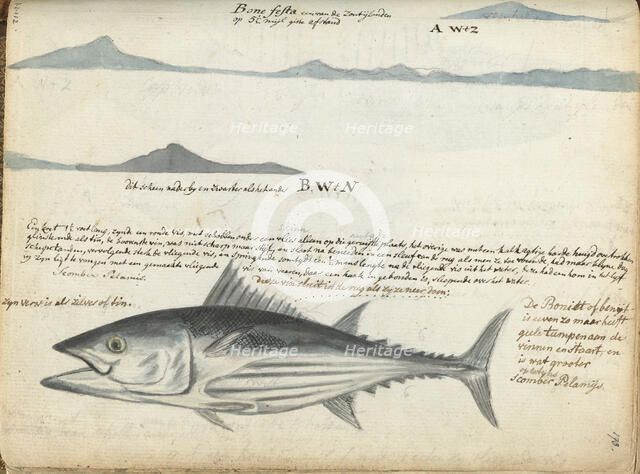 Coastal profiles of the Canary Islands, and Fish, 1778.  Creator: Jan Brandes.