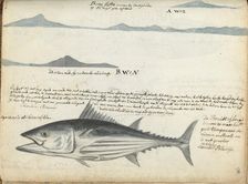 Coastal profiles of the Canary Islands, and Fish, 1778. Creator: Jan Brandes