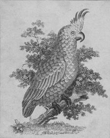 Cockatoo 19th century? Creator: Unknown