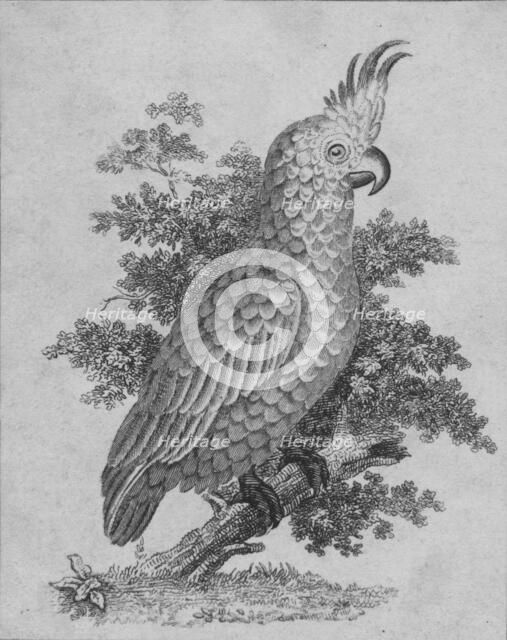 'Cockatoo', 19th century?  Creator: Unknown.