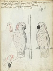 Cockatoo from Ambon, 1784. Creator: Jan Brandes