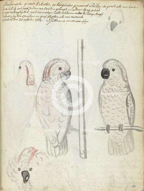 Cockatoo from Ambon, 1784. Creator: Jan Brandes.