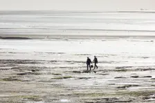 Cockle pickers at low tide, Morecambe Bay, Lower Holker, Cumbria, 2017. Creator: Alun Bull