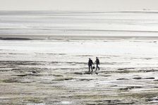 Cockle pickers at low tide, Morecambe Bay, Lower Holker, Cumbria, 2017. Creator: Alun Bull
