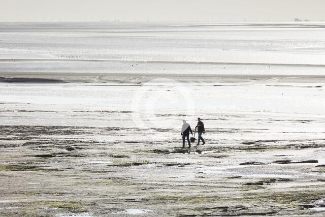 Cockle pickers at low tide, Morecambe Bay, Lower Holker, Cumbria, 2017. Creator: Alun Bull.