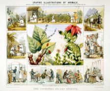 Cochineal and lac insects, c1850. Artist: Benjamin Waterhouse Hawkins