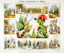 Cochineal and lac insects, c1850. Creator: Benjamin Waterhouse Hawkins