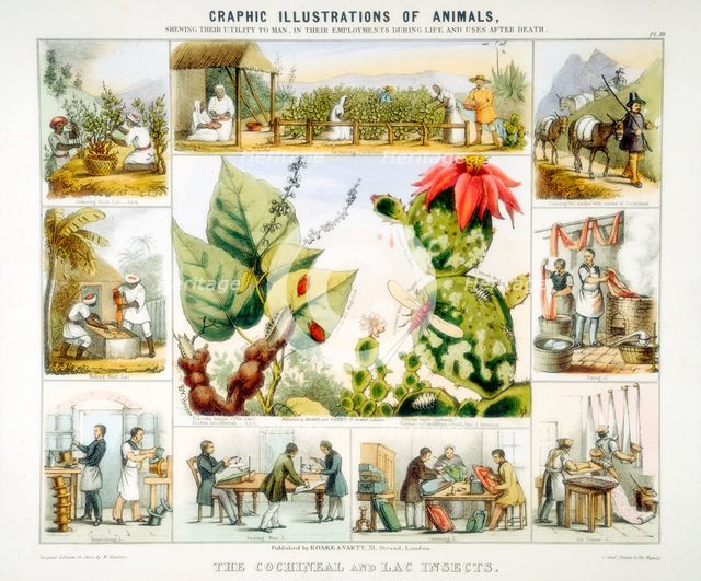 Cochineal and lac insects, c1850. Creator: Benjamin Waterhouse Hawkins.