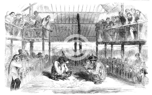 Cock-Fighting at Manilla, 1857. Creator: Unknown.