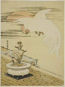 Cock Flying Over Pot of Adonis, c. 1770s. Creator: Isoda Koryusai