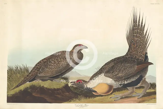 Cock of the Plains, 1837. Creator: Robert Havell.