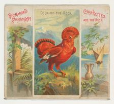 Cock-of-the-Rock, from Birds of the Tropics series (N38) for Allen & Ginter Cigarettes, 1889. Creator: Allen & Ginter