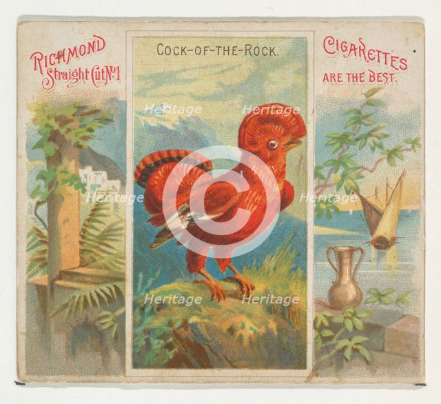 Cock-of-the-Rock, from Birds of the Tropics series (N38) for Allen & Ginter Cigarettes, 1889. Creator: Allen & Ginter.