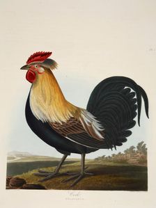 Cock, Phasianus, pub. 1835 ( Hand coloured engraving) . Creator: Charlotte Lousia Emily Perrott (c.1790 - 1836) after