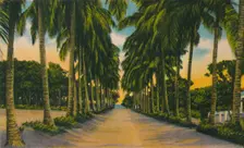 Coconut Avenue, Barranquilla c1940s