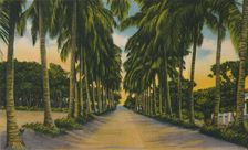 Coconut Avenue, Barranquilla c1940s