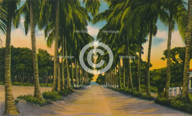 'Coconut Avenue, Barranquilla', c1940s, Artist: Unknown.