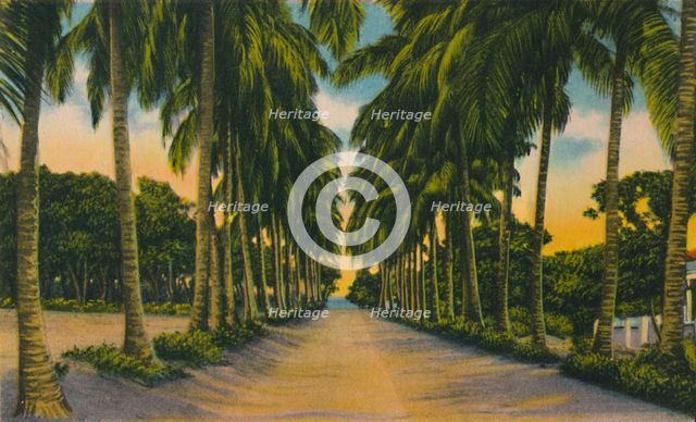 'Coconut Avenue, Barranquilla', c1940s, Artist: Unknown.