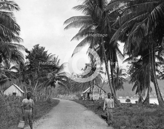Coconut grove, Port Antonio, Jamaica, c1905.Artist: Adolphe Duperly & Son