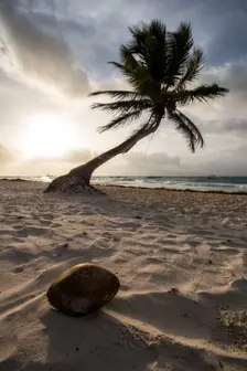Coconut Paradise. Creator: Joshua Johnston
